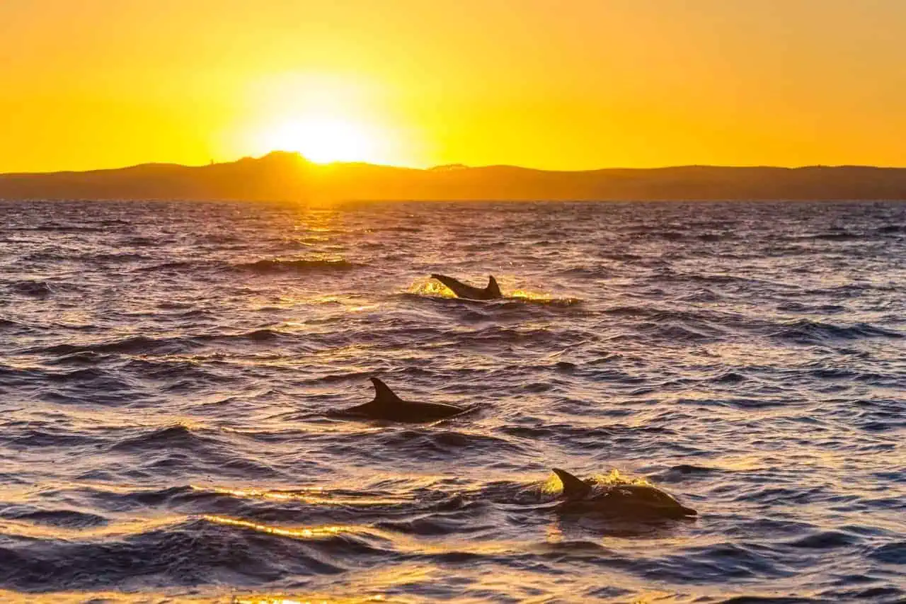 Dolphins gliding through golden waters of Tenerife at sunset, a highlight of the sunset boat cruise experience.