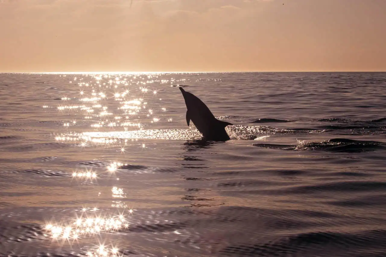 Dolphin silhouette against the sparkling sunlit waters during a peaceful sunset cruise in Tenerife.