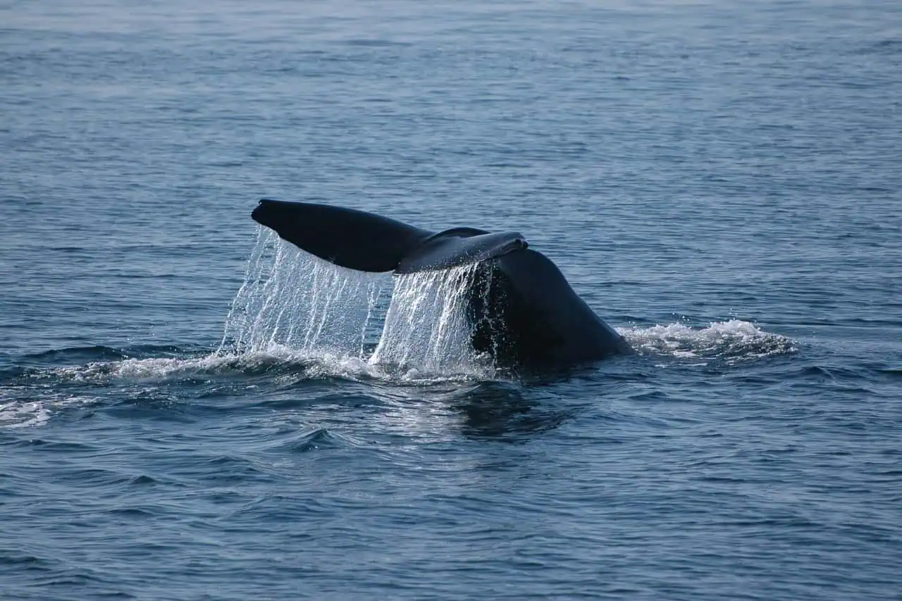 Sperm Whale tail seen during a private boat trip in Tenerife