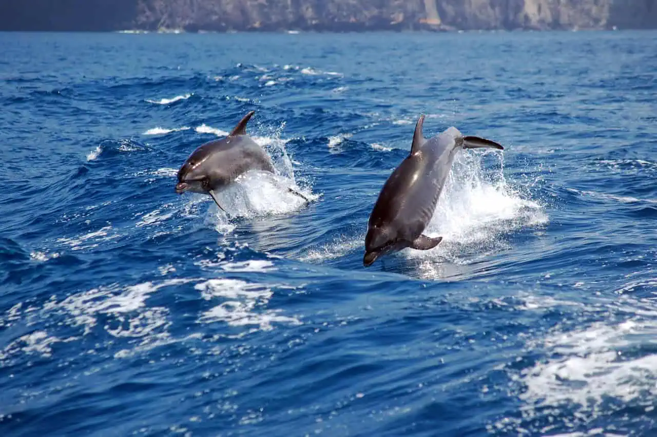 Dolphins leaping beside a private boat in the waters of Tenerife.