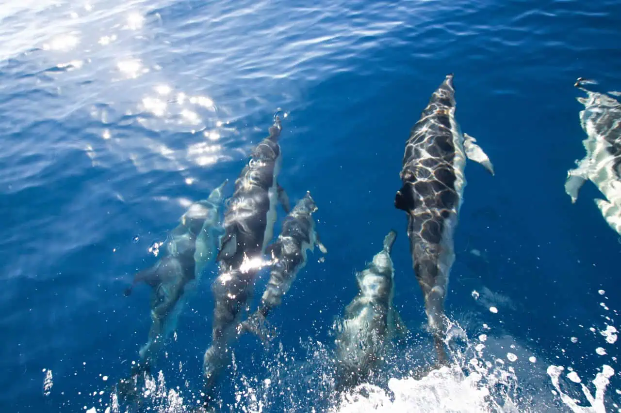 Dolphins racing alongside a boat in Tenerife during an Atlantic Star dolphin watching tour.