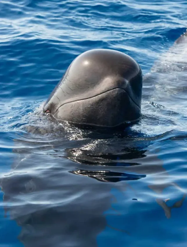 Close-up of a pilot whale surfacing near a boat in Tenerife, showcasing the gentle nature of these incredible marine creatures against the deep blue ocean backdrop.