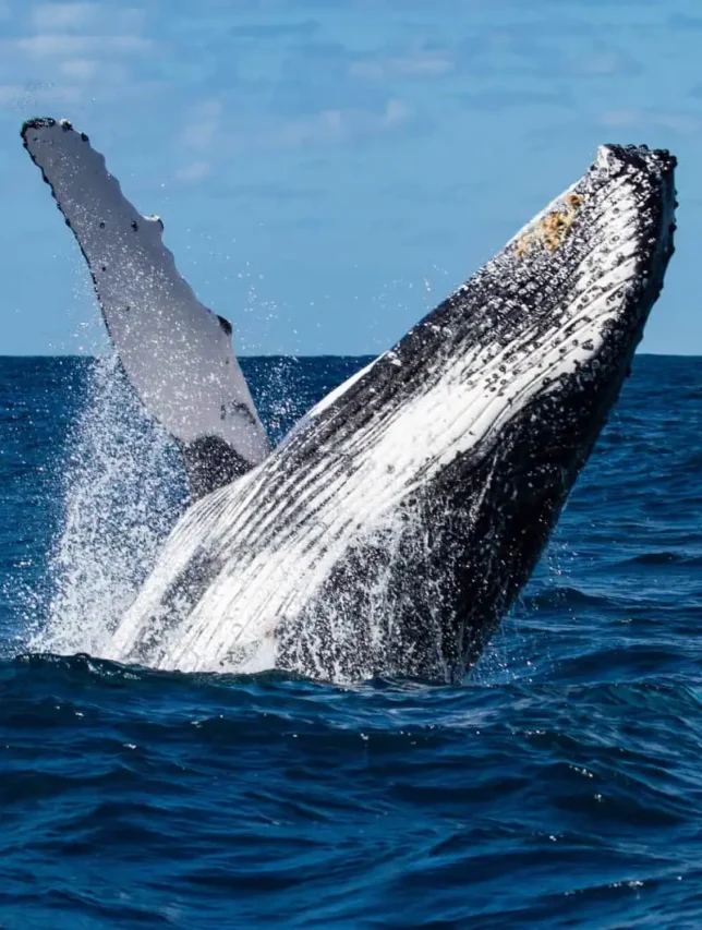 A spectacular view of a humpback whale breaching, with water cascading off its body, captured against the clear blue skies of Tenerife, highlighting the dynamic and awe-inspiring behavior of whales.