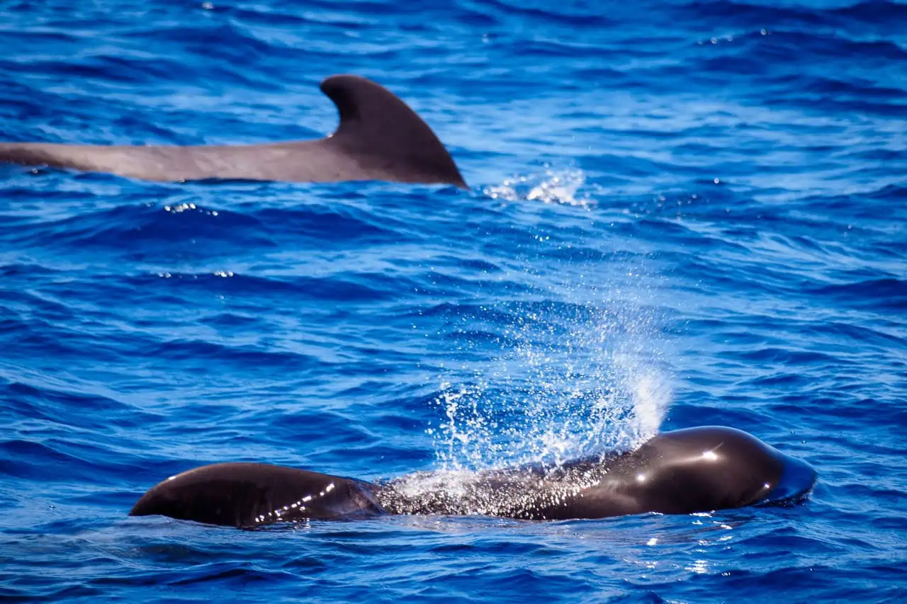 Group of pilot whales swimming close to a private yacht in Tenerife.