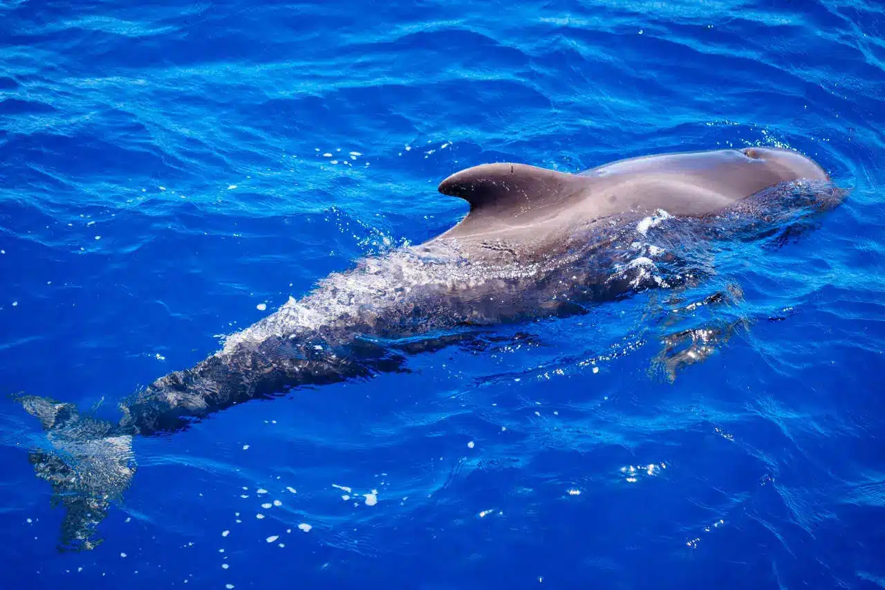 A pilot whale gliding through the blue waters near Costa Adeje during a Tenerife whale watching tour.