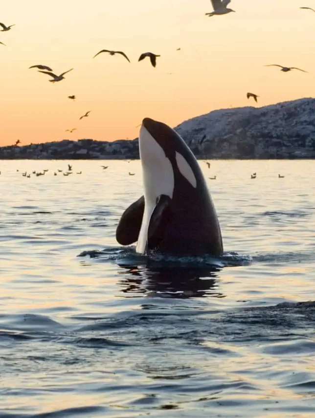 An orca breaching at sunset near Tenerife, with seabirds in the sky, illustrating the rare and breathtaking sight of orcas that occasionally visit the waters around the Canary Islands during their hunting trips.