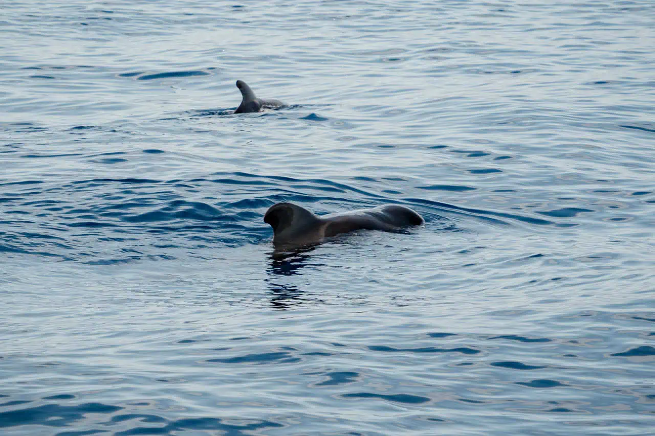 Pilot whales swimming near Costa Adeje during a Tenerife boat trip.