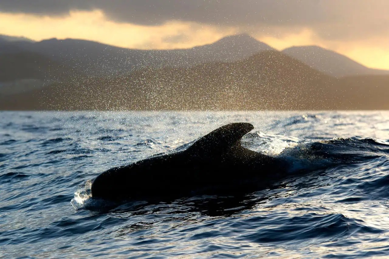 A whale surfaces with a backdrop of golden sunset and distant mountains, seen during a sunset cruise from Tenerife.