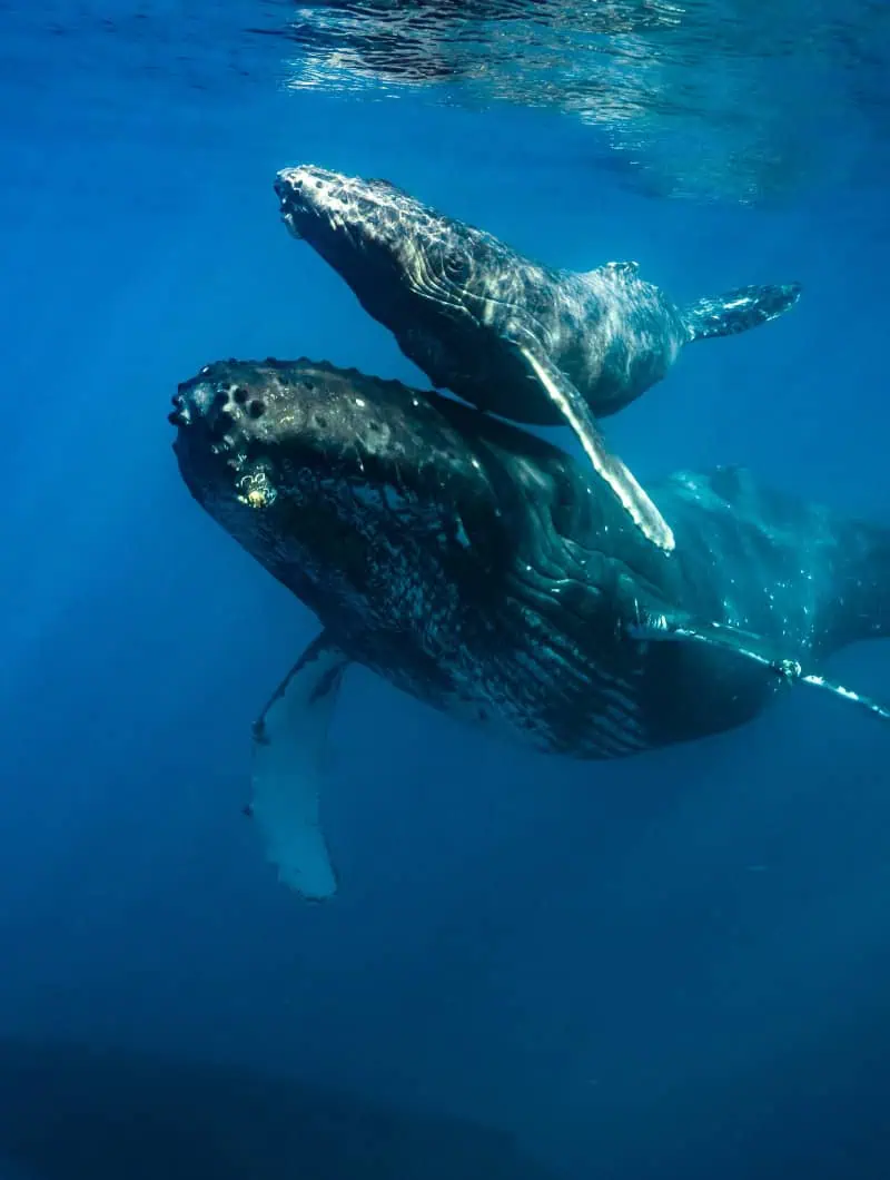 Baleine à bosse représentant une espèce de baleine rare en visite à Tenerife