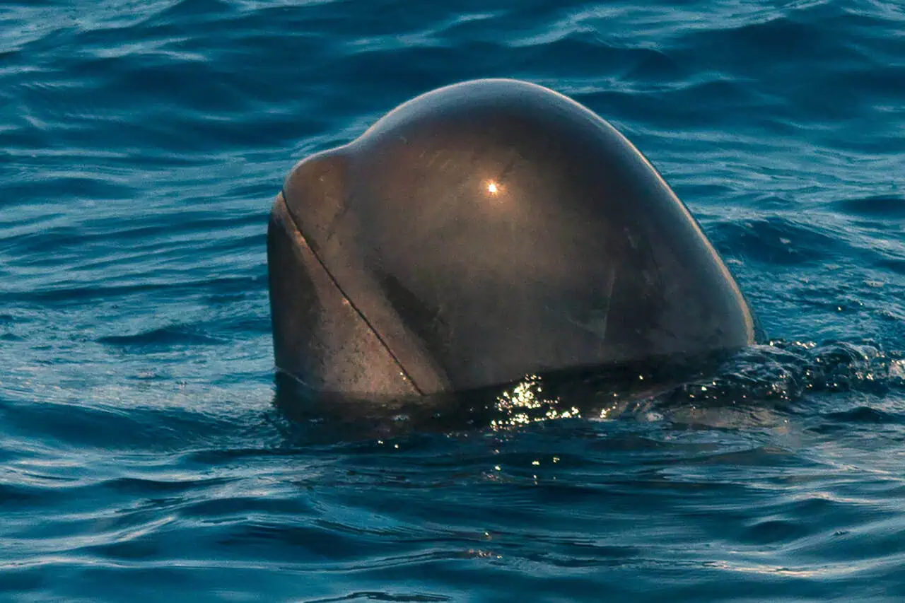 Pilot whale lifting its head above the water, seen up close on a whale watching tour off Costa Adeje, Tenerife