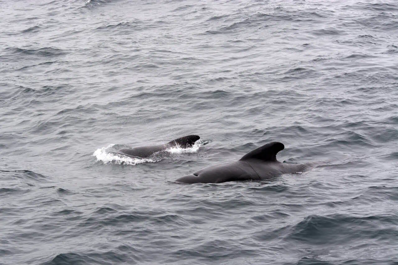 Two pilot whales surfacing in the waters off Puerto Colón, the resident whales seen on Tenerife whale watching tours